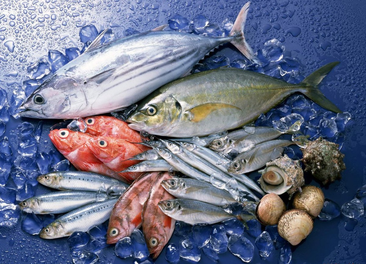 Тригла рыба петух