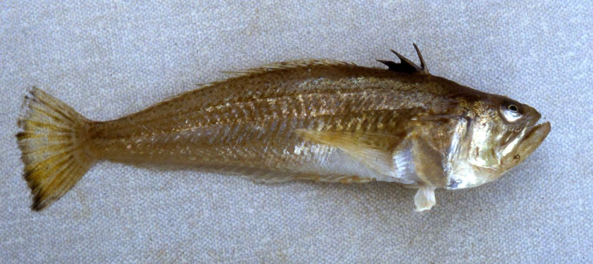 Рыба черного моря Барабулька