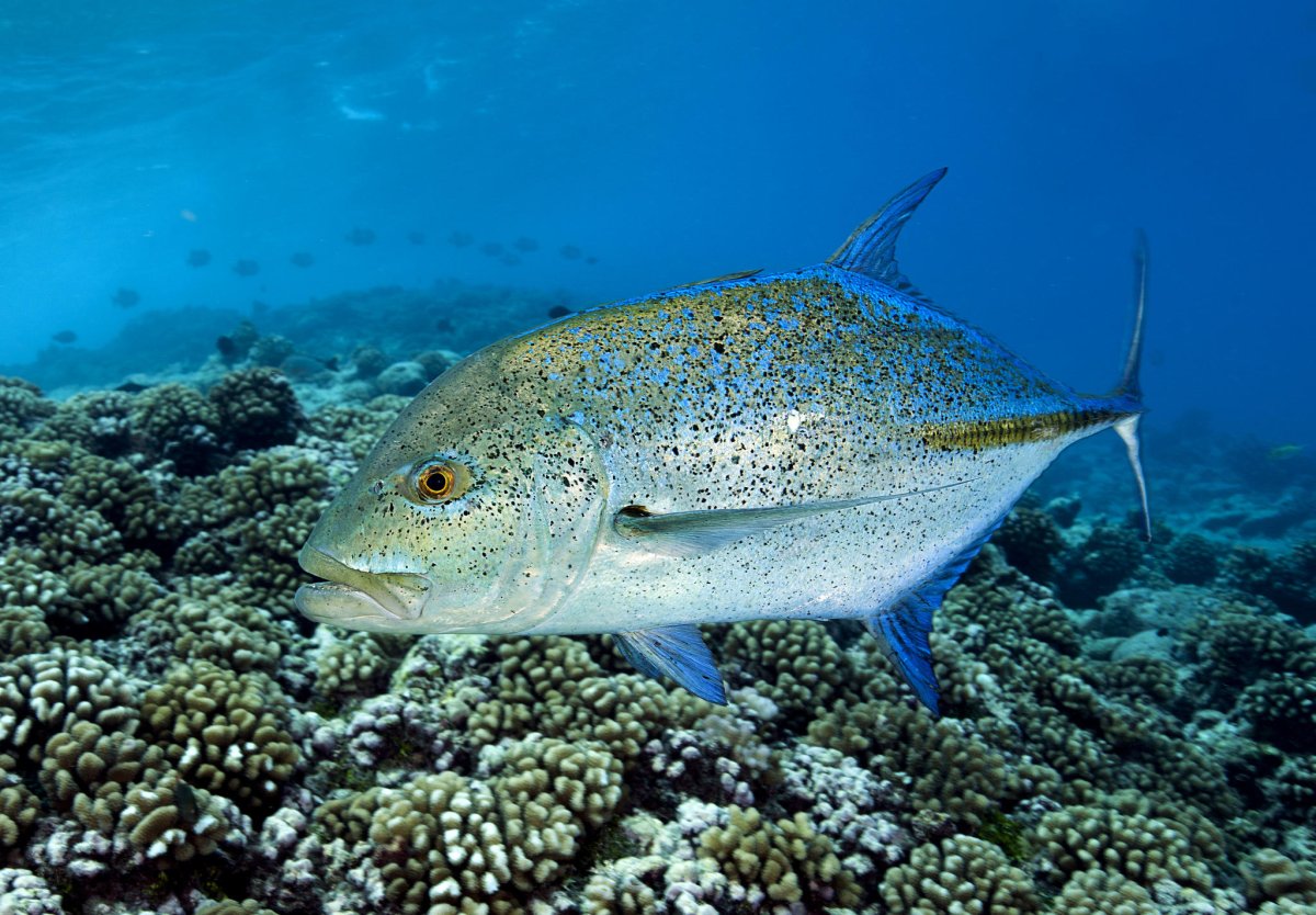 Простипома рыба