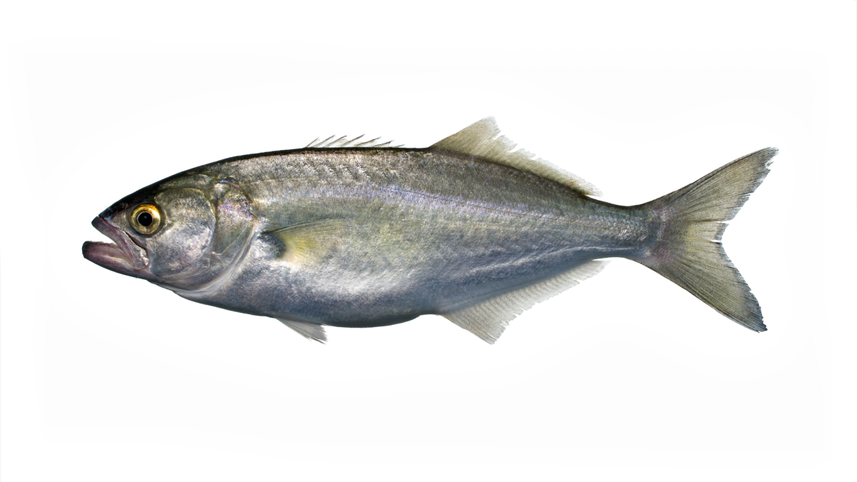 Губан зеленуха Черноморский