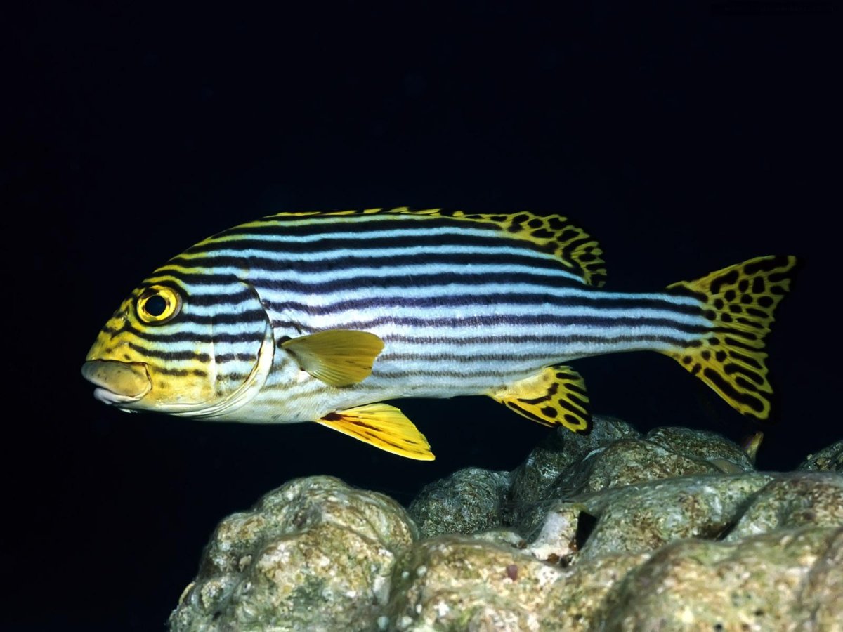 Окунь смарида