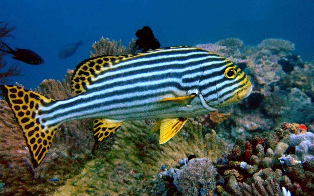 Рыбы разной формы