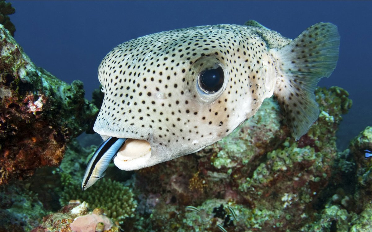 Длиннопёрый тунец