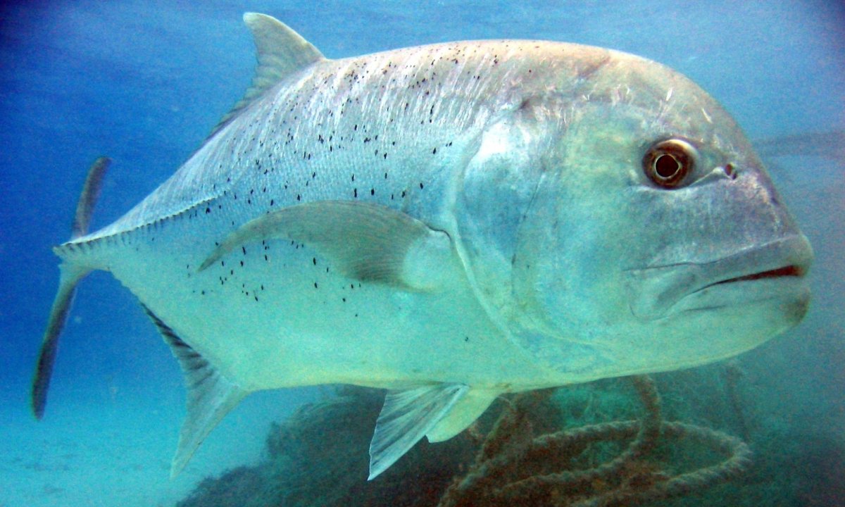 Зубатый каранкс