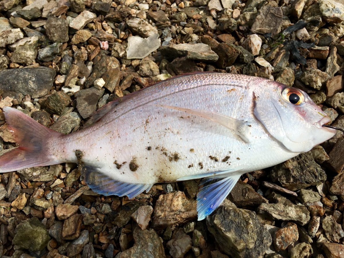 Адриатическое море рыбы моря