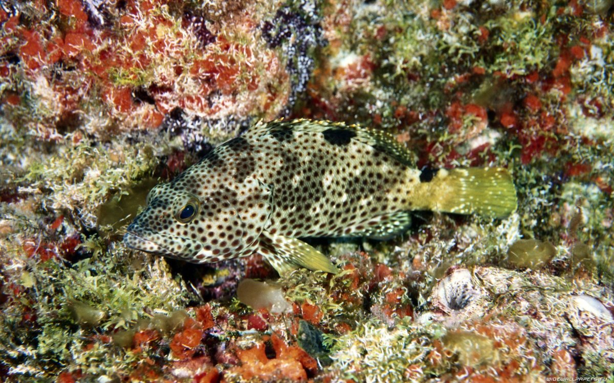 Ласкирь рыба Речная