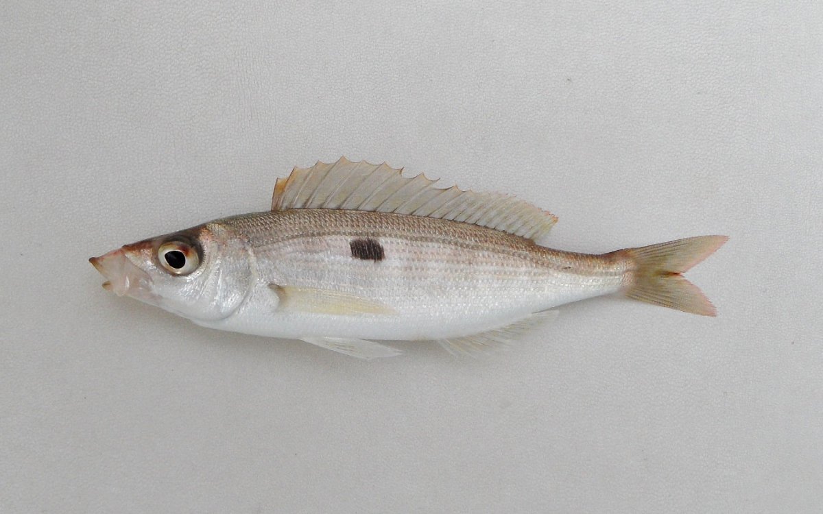 Свежемороженая рыба