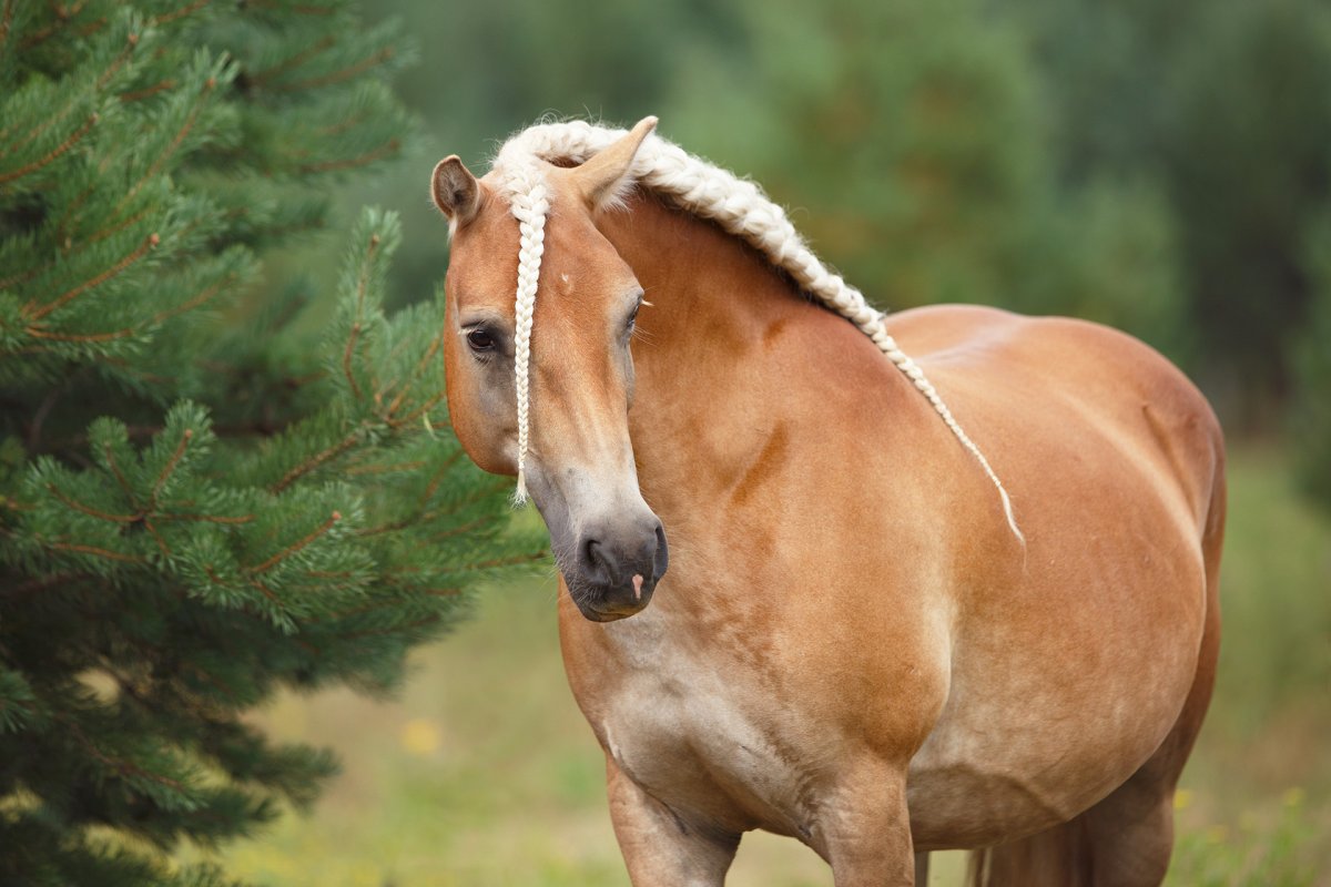 Хафлингер порода лошадей