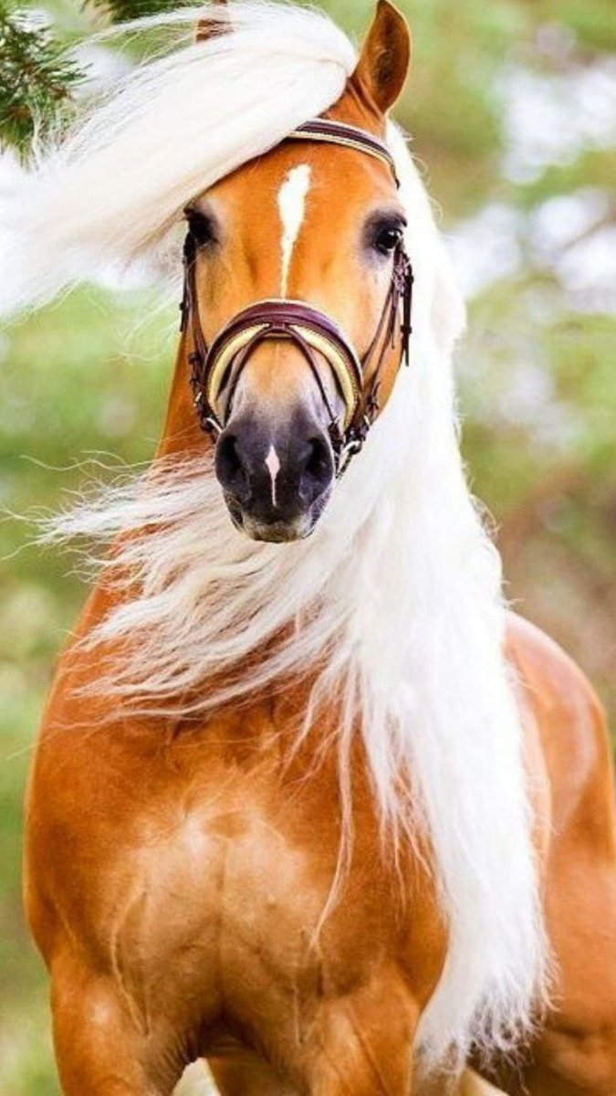 Рыжая лошадь новый год