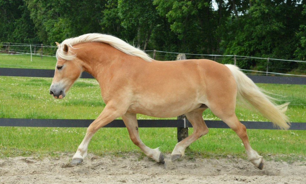 Авелинская порода лошадей