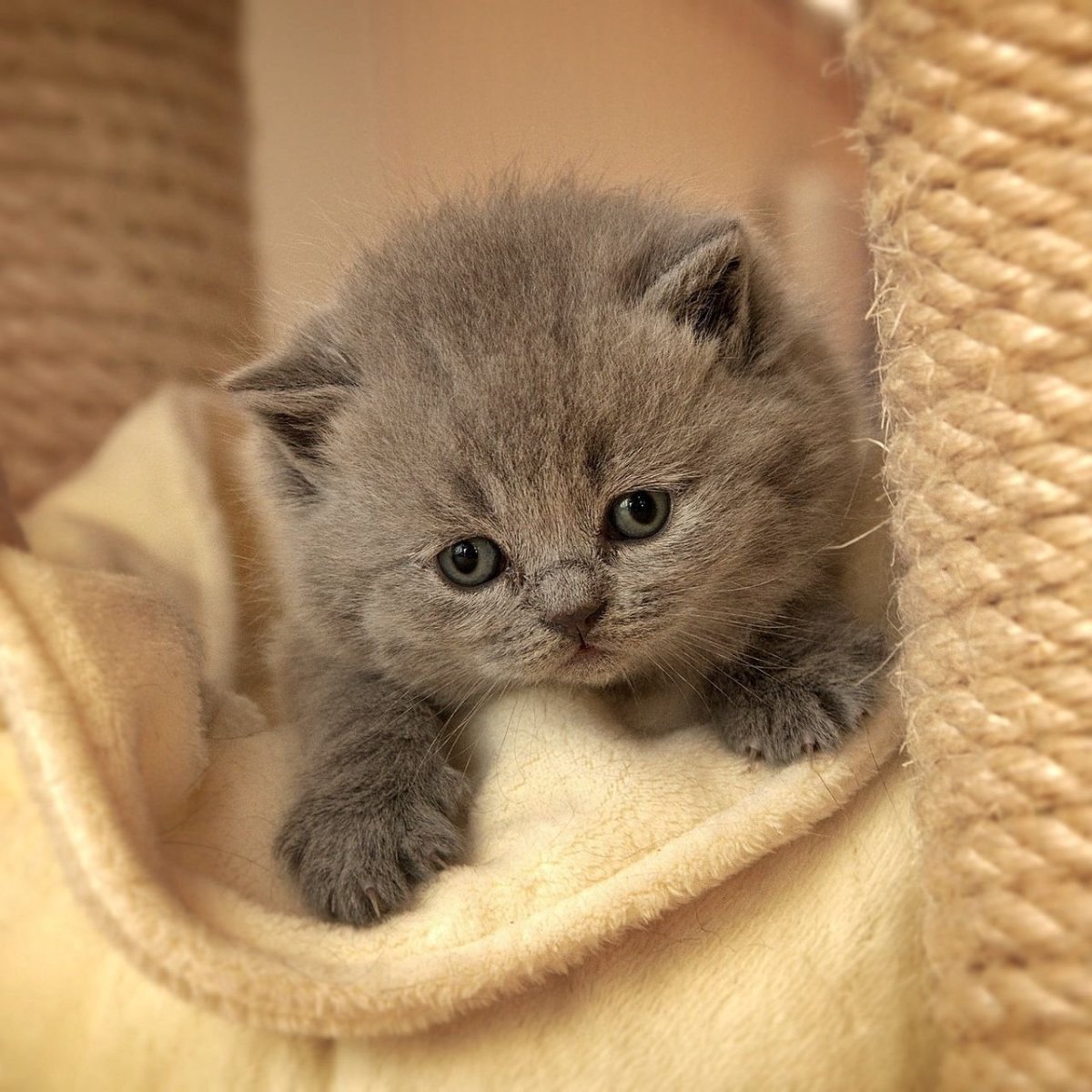 Маленькие британские котята