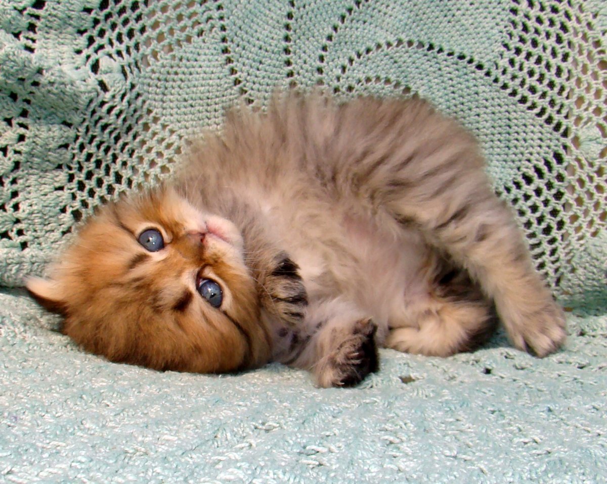 Домашняя длинношерстная кошка котенок