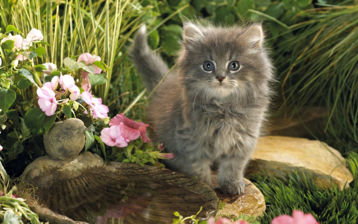 Живые котята