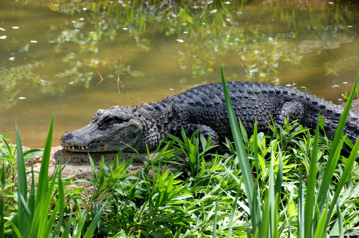 Alligator sinensis