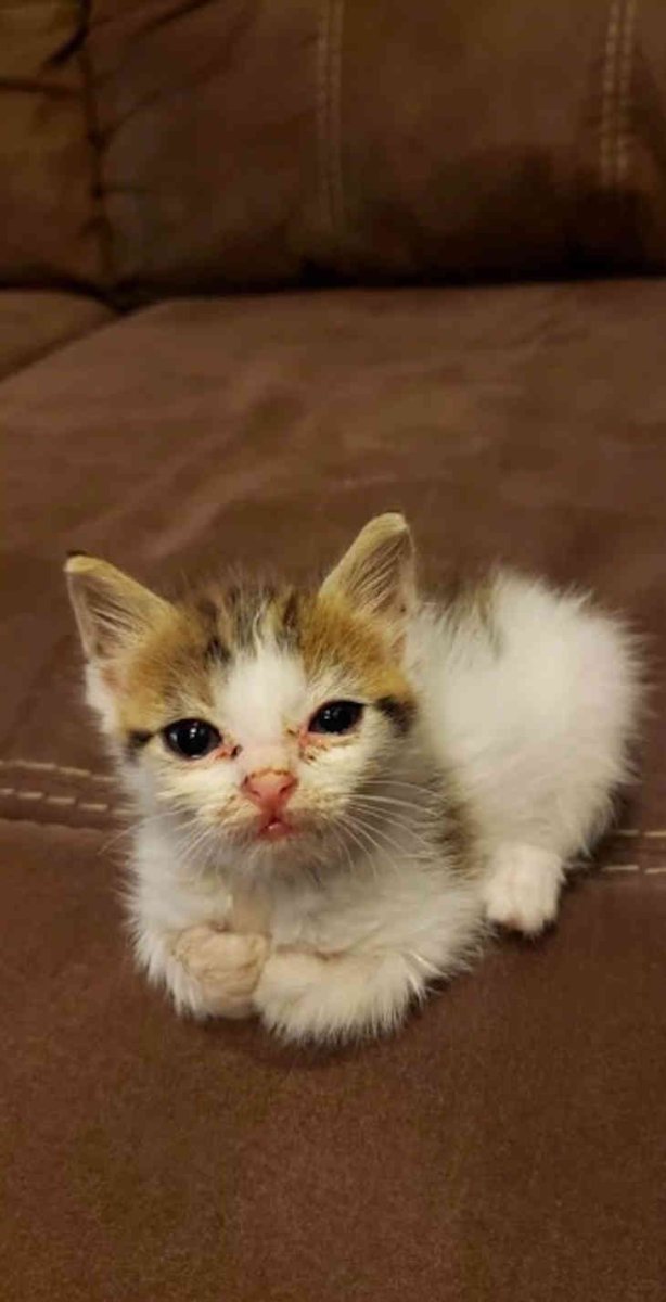 Котенок полгода