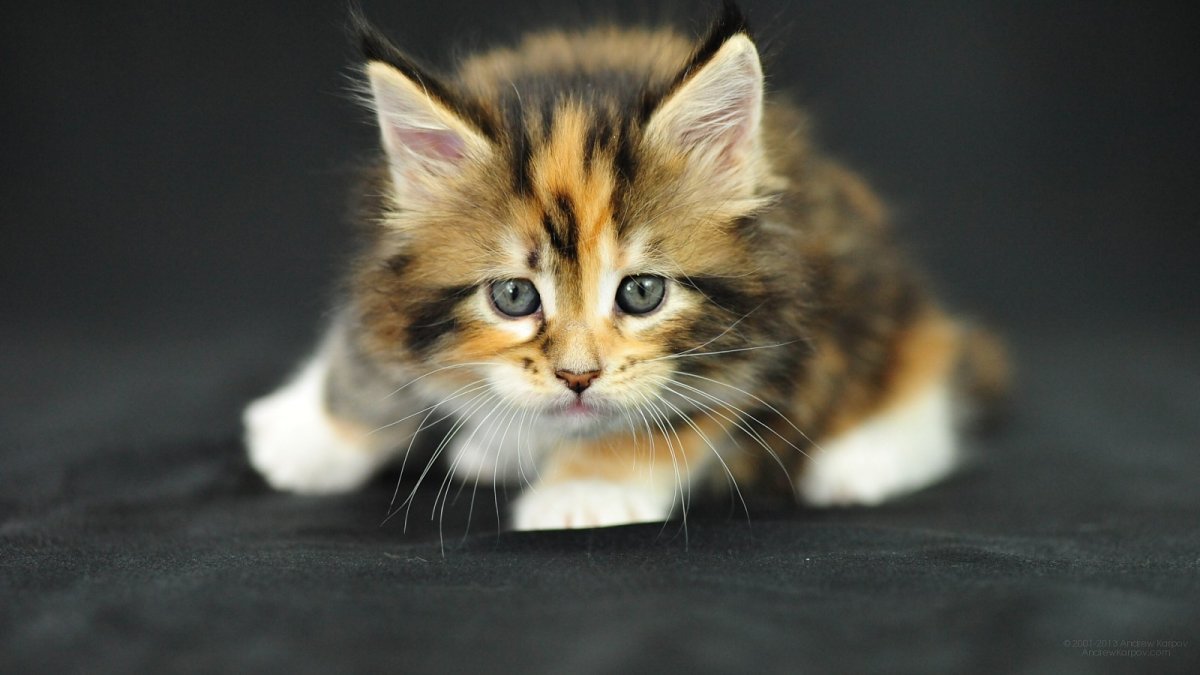 Котики на рабочий стол