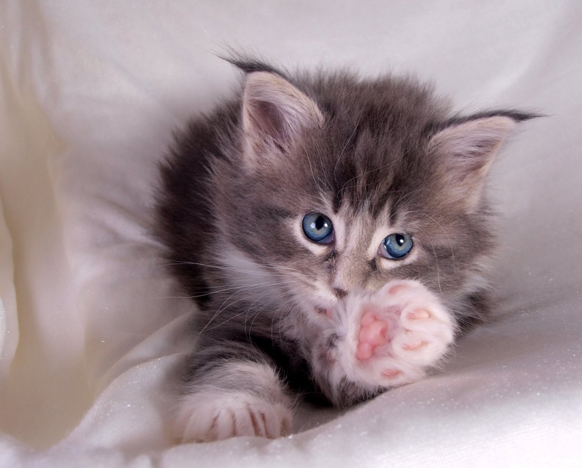 Обои на рабочий стол котята