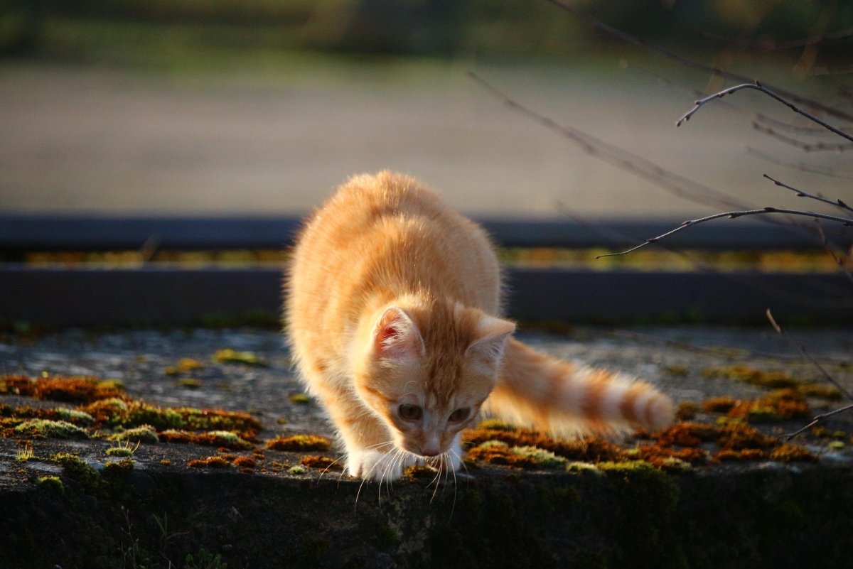 Рыжий котенок на улице