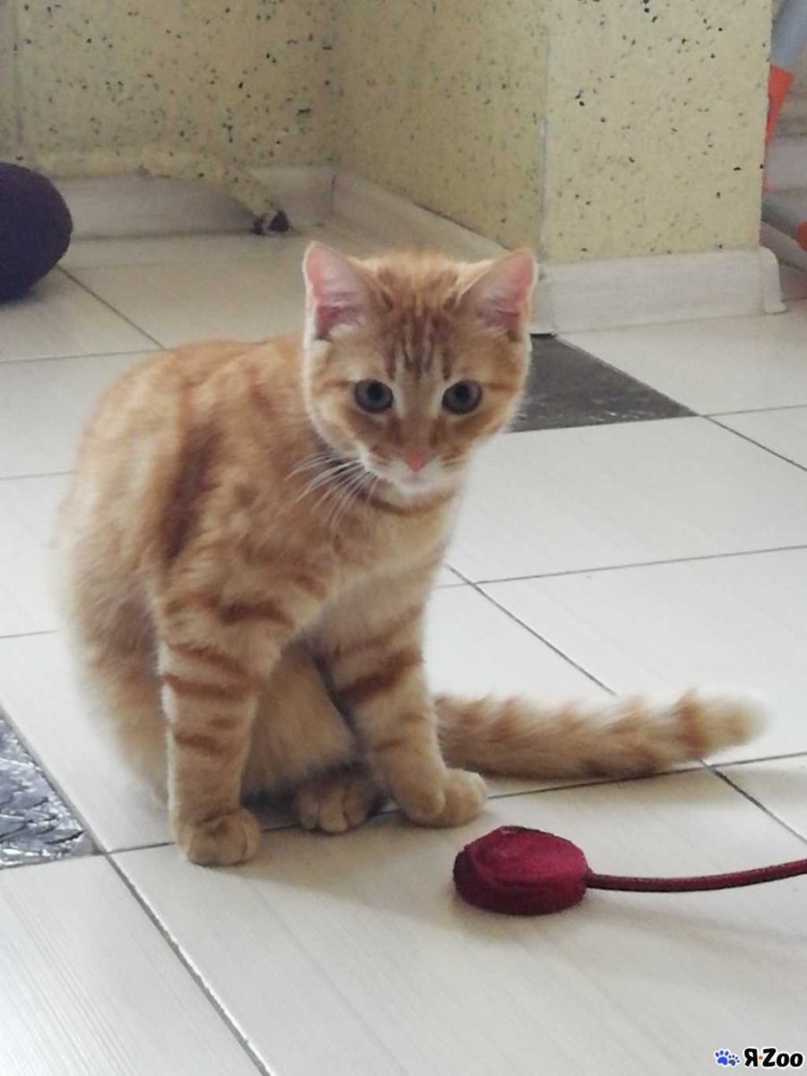 Котенок пол года