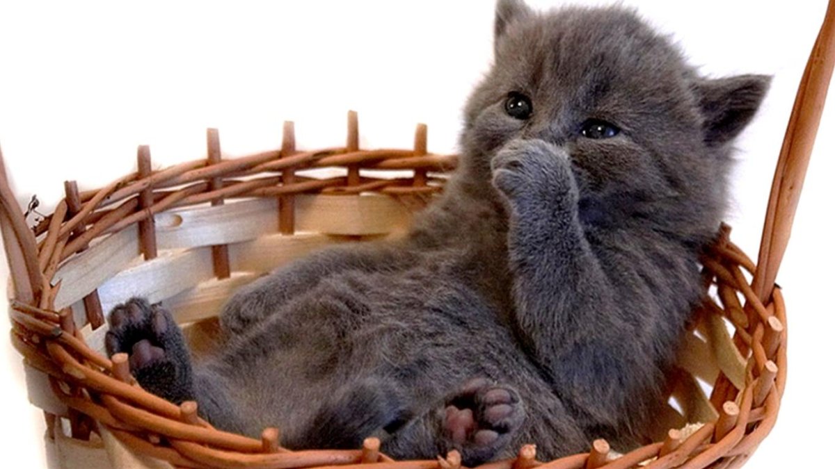 Котенок спит в корзинке