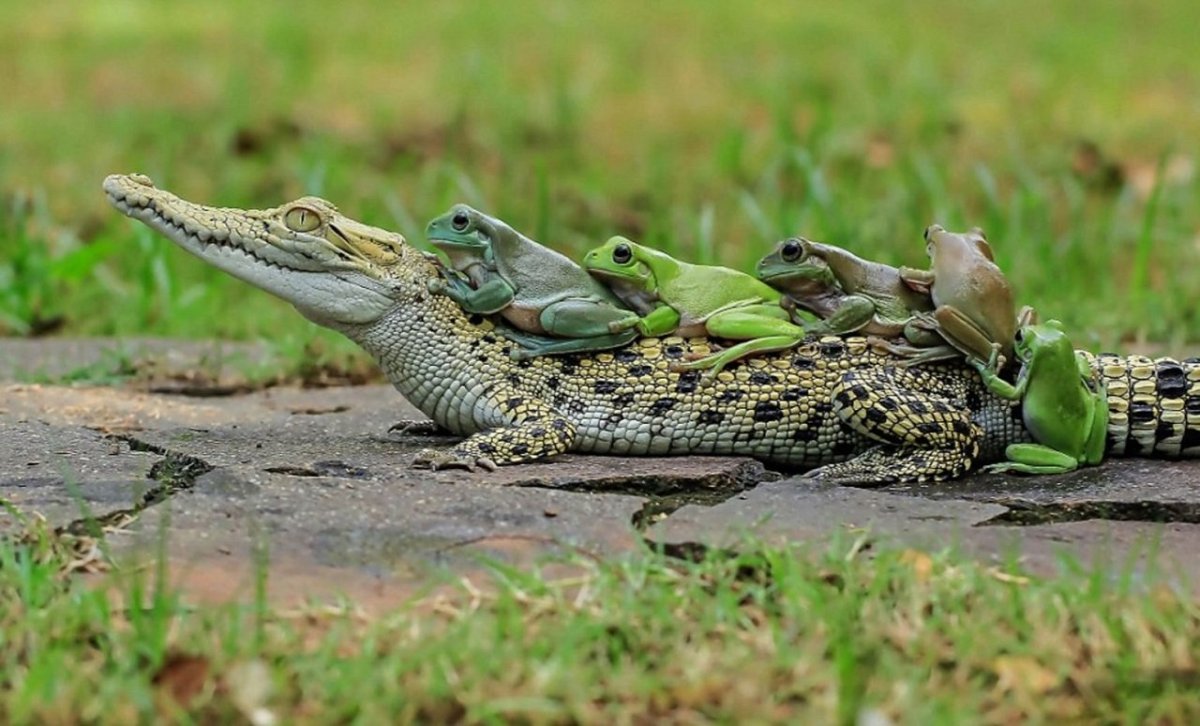 Крокодилы представители