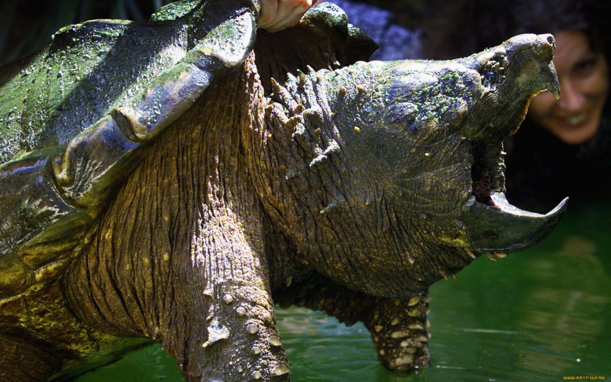 Оринокский крокодил