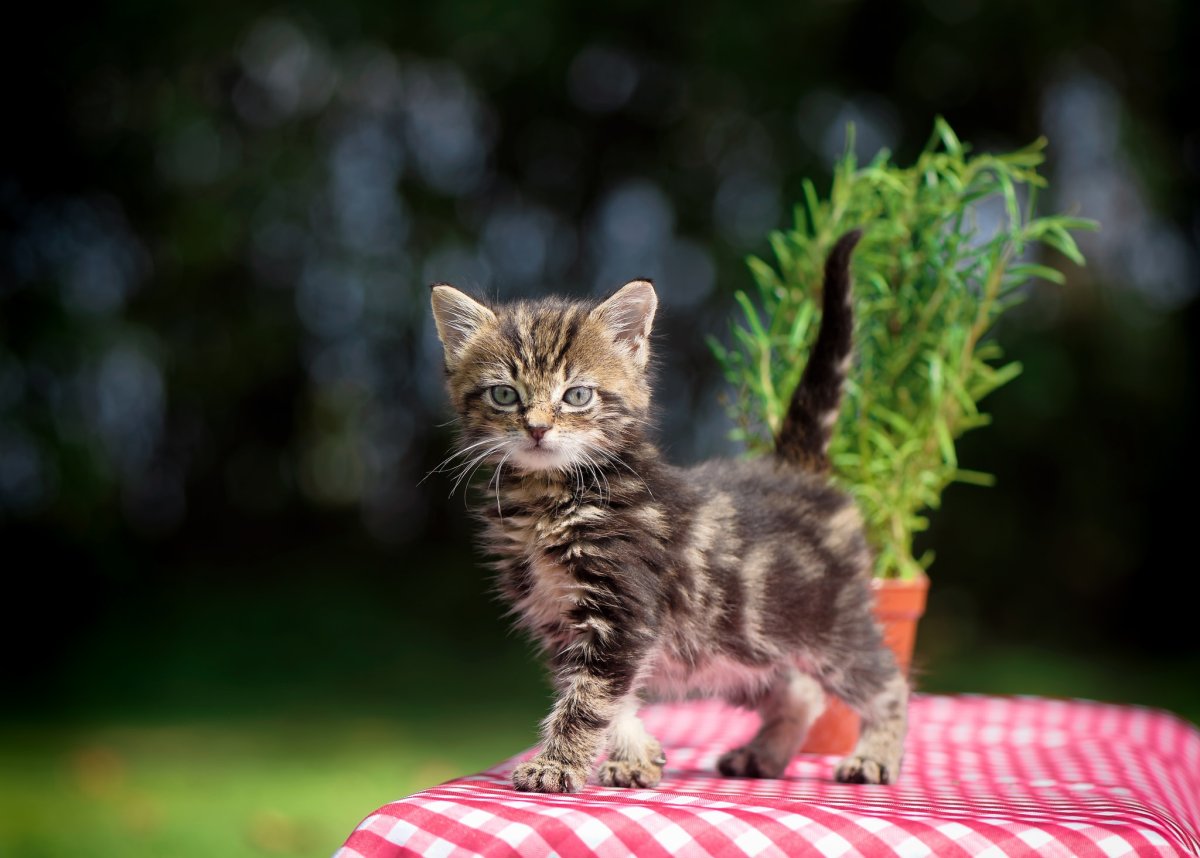 Маленький котенок