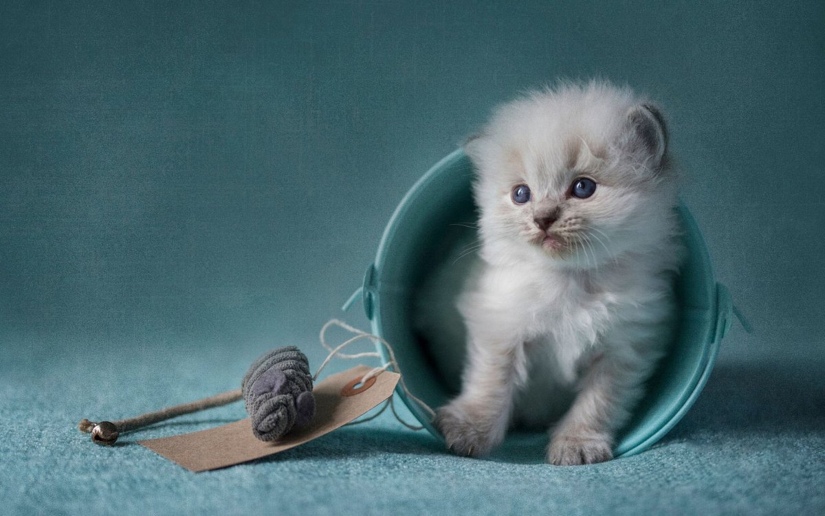 Кошки маленькие красивые