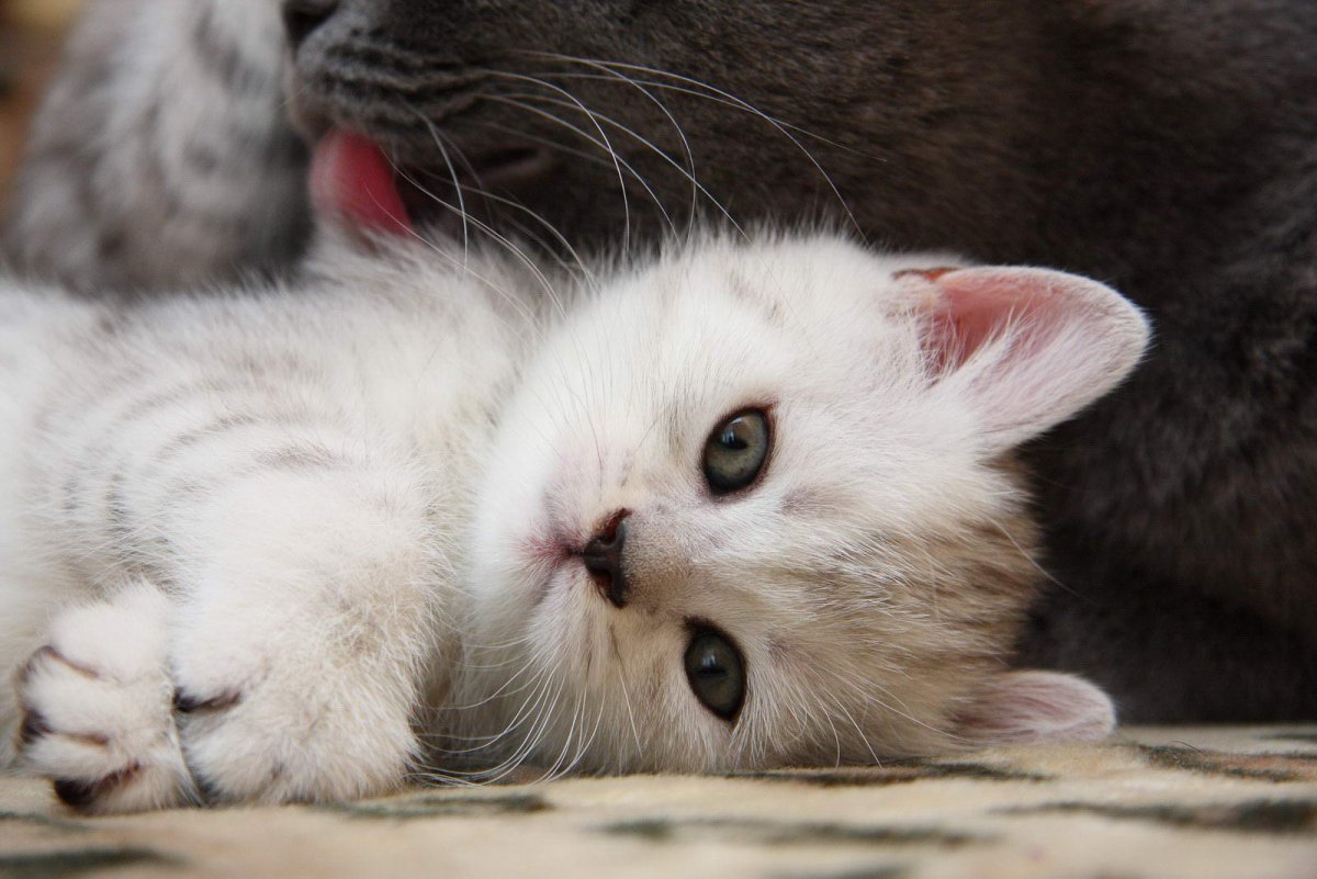 Ласковый котенок