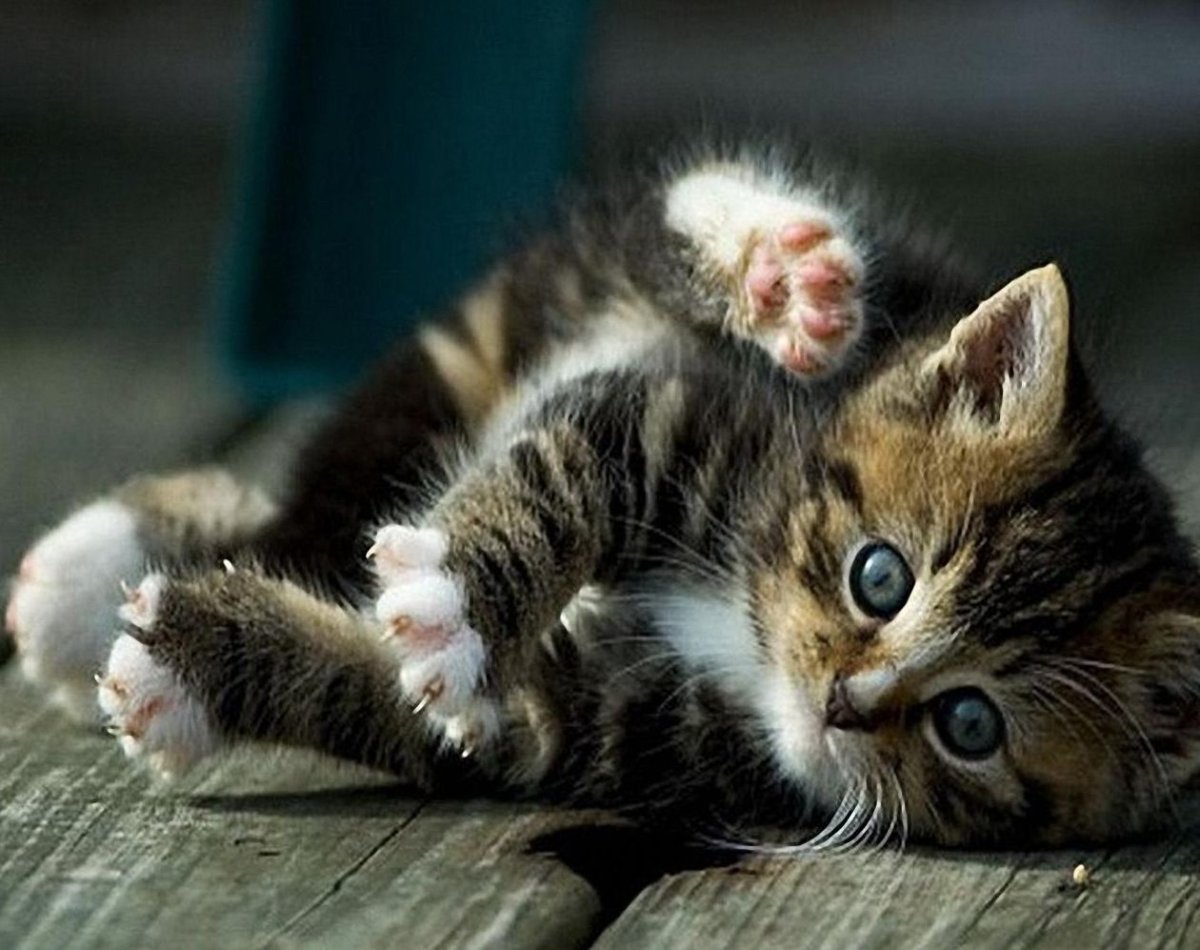 Озорные котята