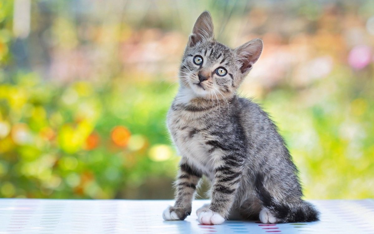 Кошки маленькие