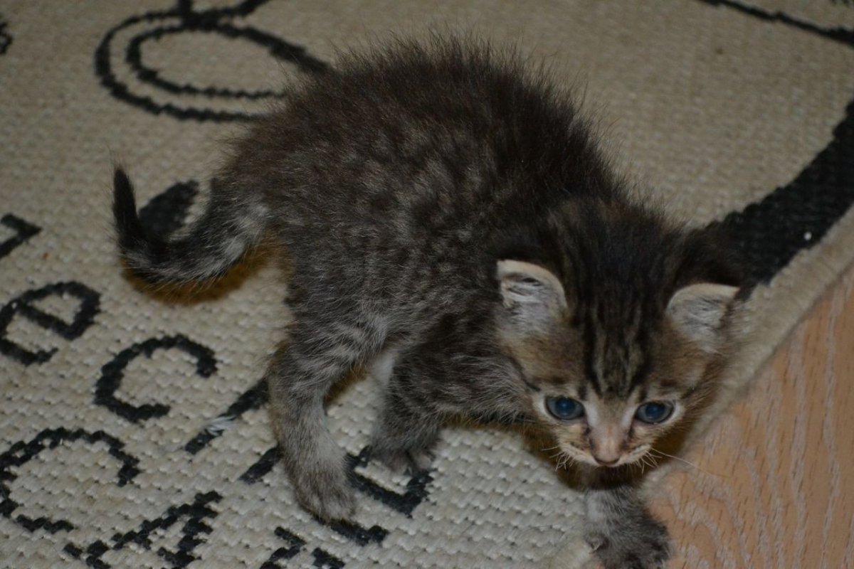 Котенок полгода