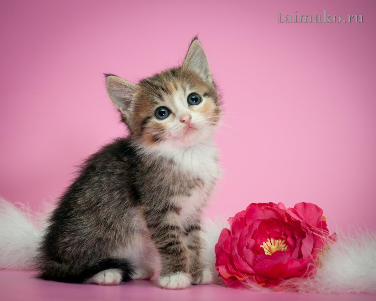 Кошки маленькие