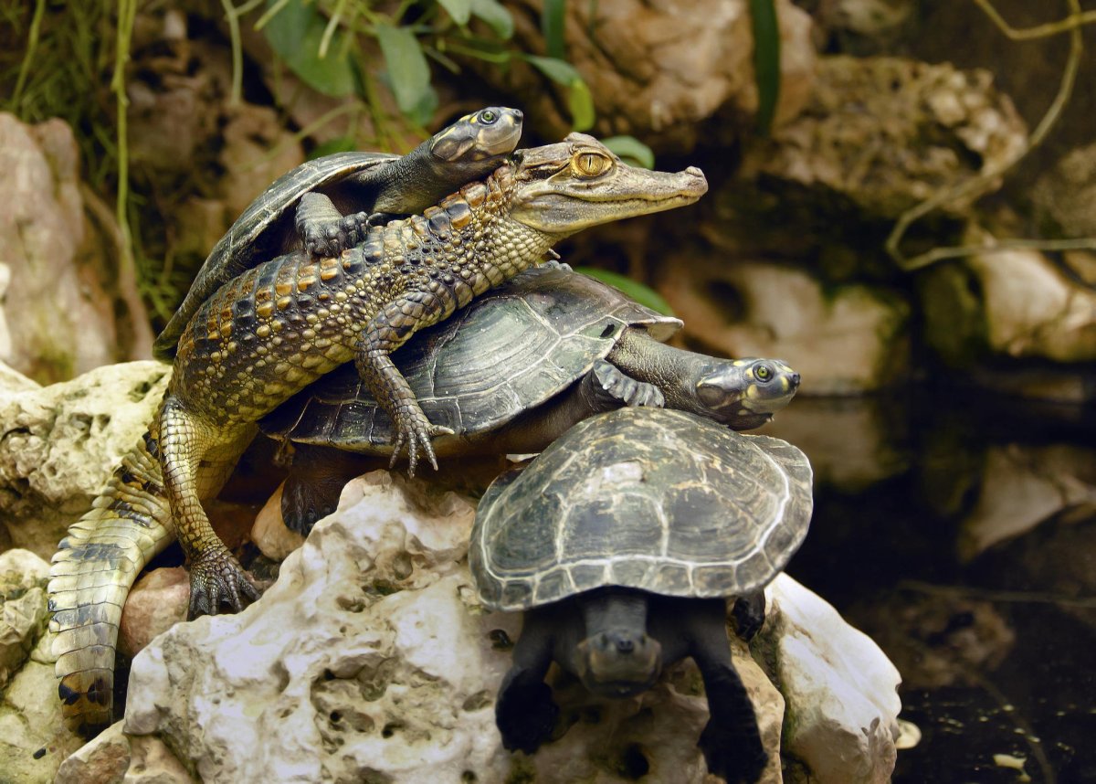 Гангский гавиал