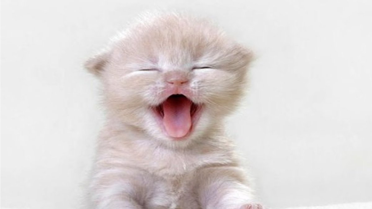 Смешные котята