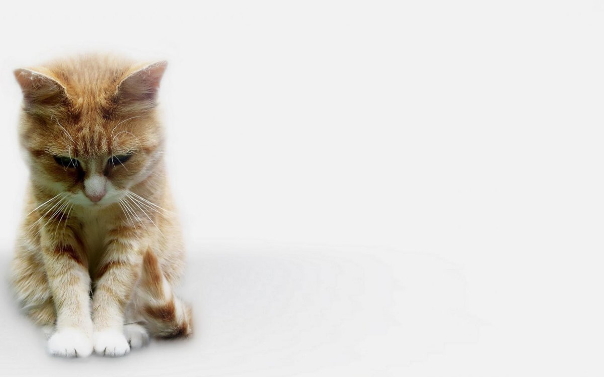 Фон с котятами