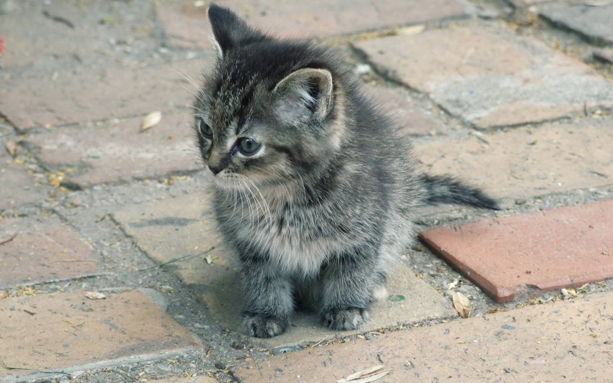 Маленький бедный котенок