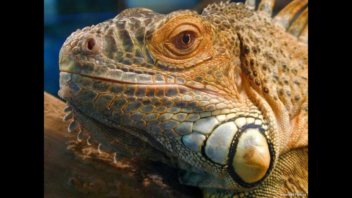 Бахромчатая черепаха Матамата