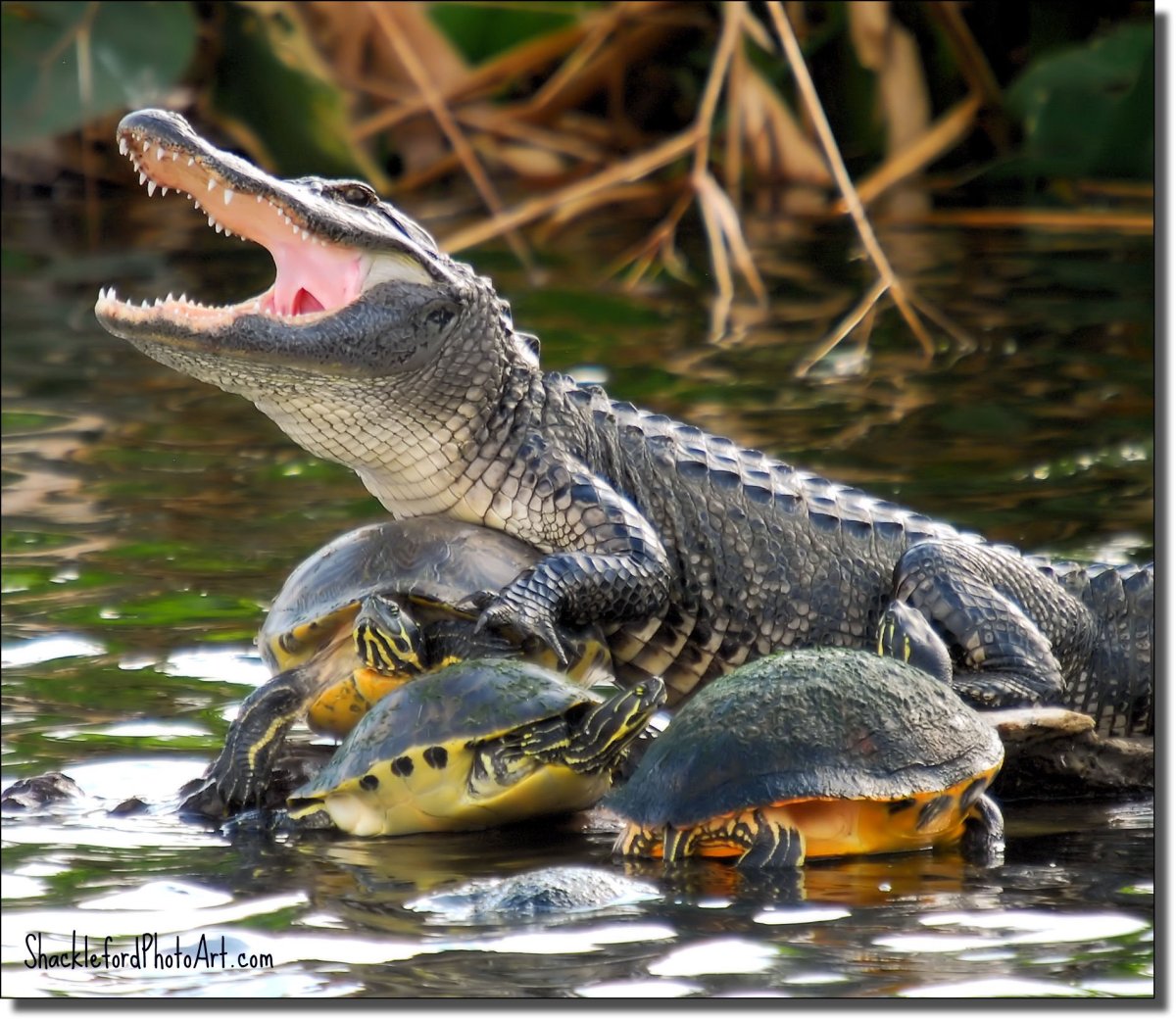 Ящерица поясохвост