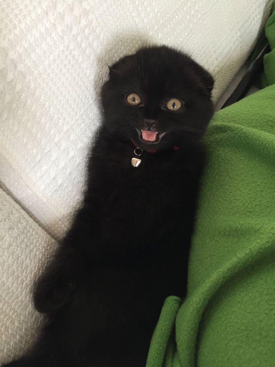 Совенок и котенок