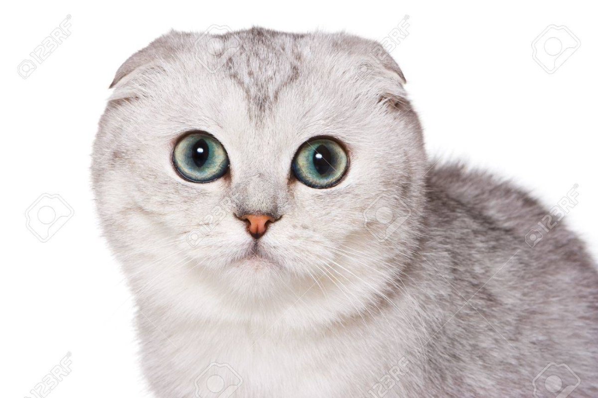 Скоттиш фолд котята