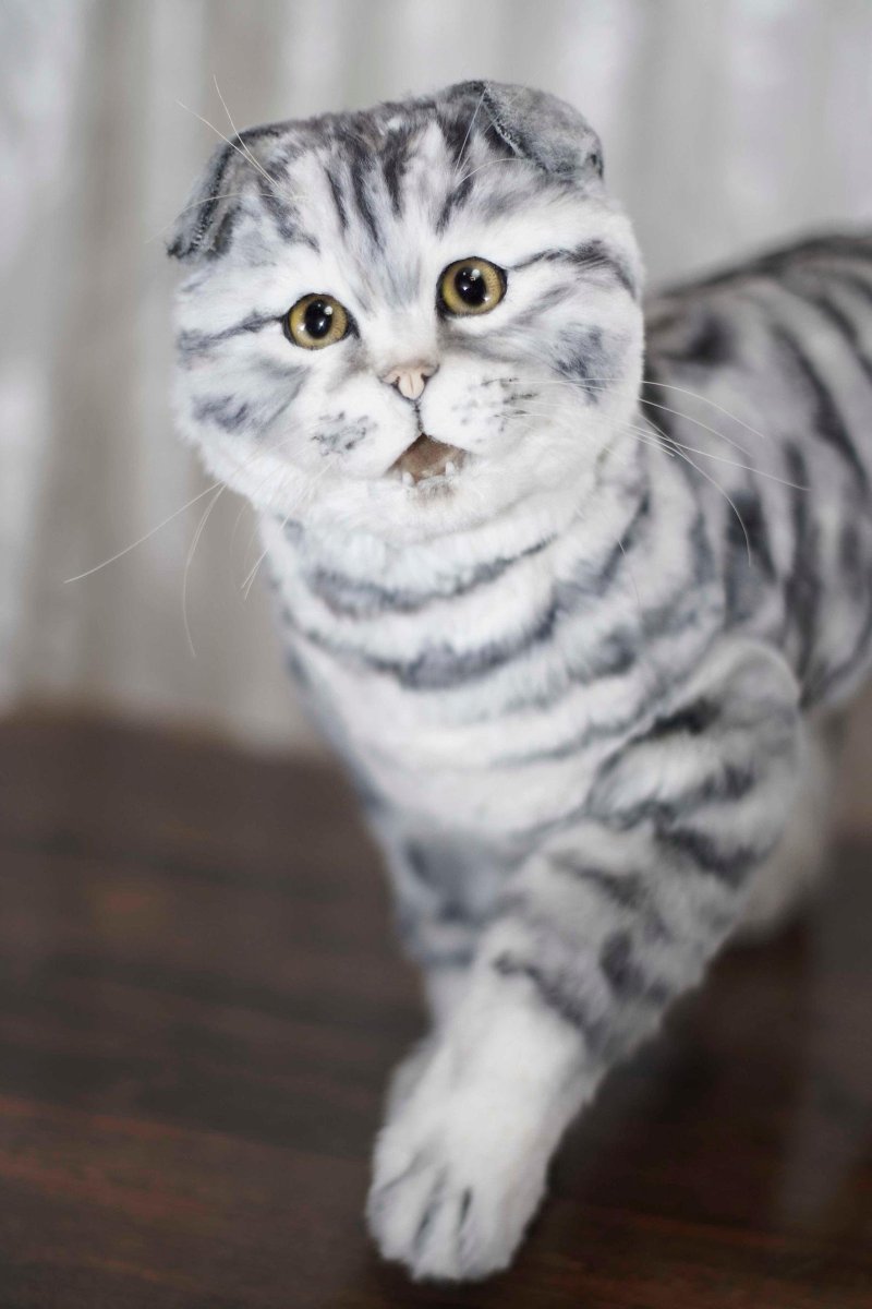 Шотландская вислоухая кошка