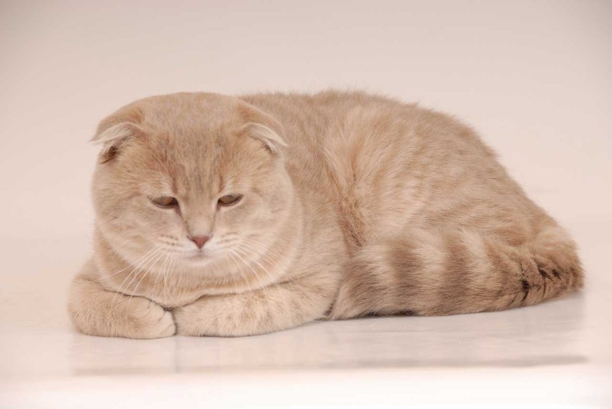 Милые котики в шапках