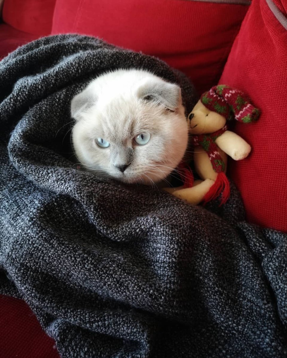 Скоттиш-фолд Шотландская вислоухая