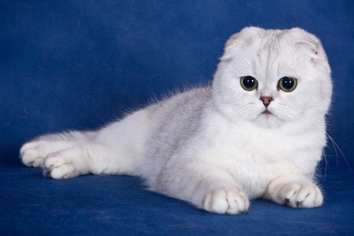 Шотландская вислоухая кошка рыжая