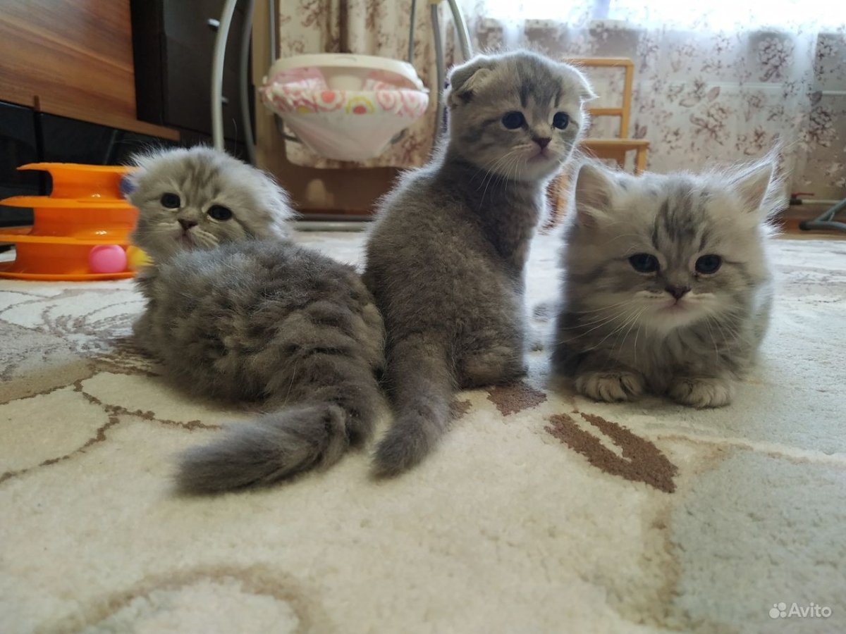 Черные Шотландские вислоухие котята черные