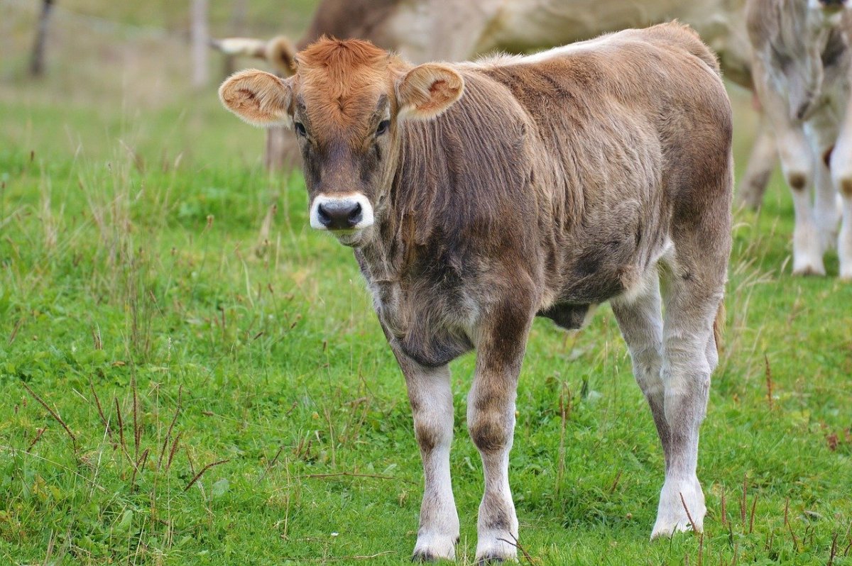 Телята швицкой породы милые фото