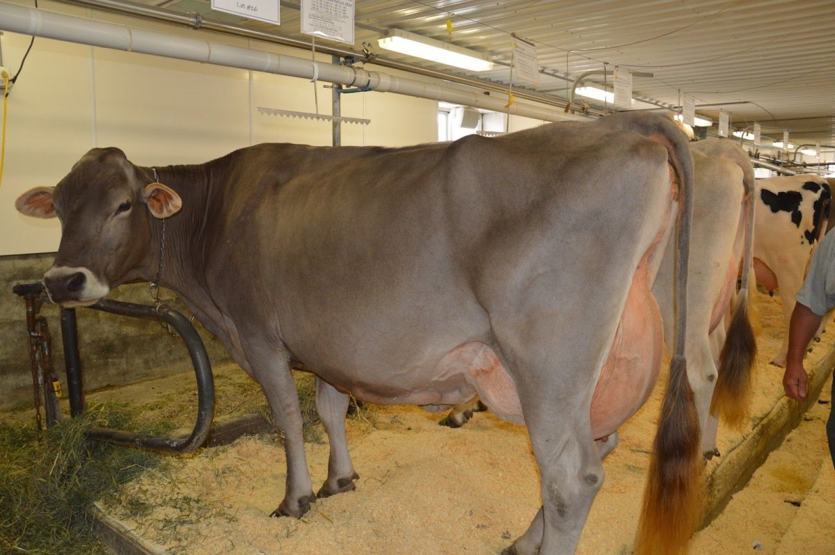 Brown Swiss Cattle