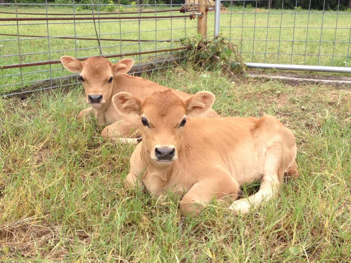 Телята джерси бычок