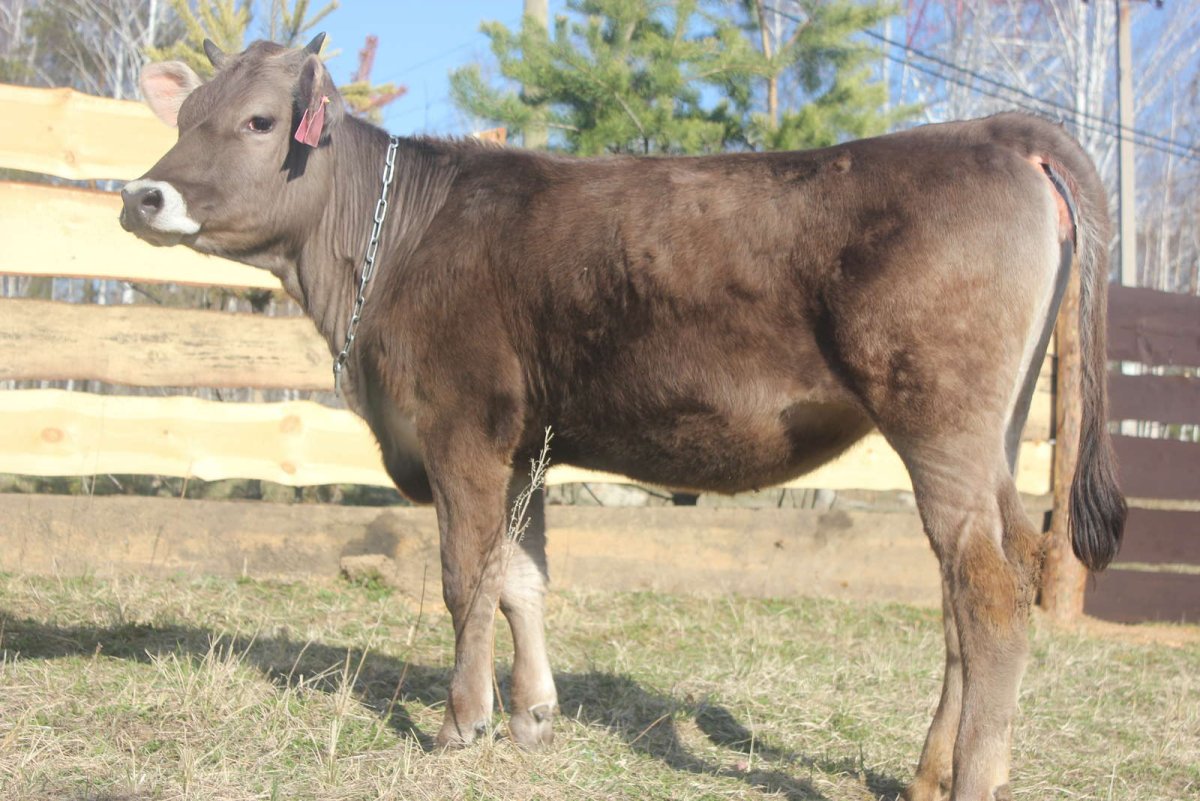 Коровы породы Швиц